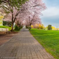 🌸 The Sakura Project