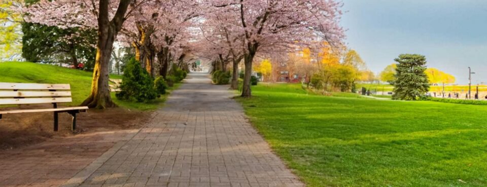 🌸 The Sakura Project